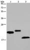 Epididymal Peptidase Inhibitor antibody, PA5-50656, Invitrogen Antibodies, Western Blot image 