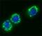 Calt antibody, GTX11257, GeneTex, Immunofluorescence image 