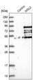 Male-specific lethal 2 homolog antibody, PA5-51928, Invitrogen Antibodies, Western Blot image 