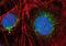 Early Endosome Antigen 1 antibody, PA5-17228, Invitrogen Antibodies, Immunofluorescence image 