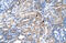 Equilibrative nucleoside transporter 2 antibody, ARP43822_T100, Aviva Systems Biology, Immunohistochemistry frozen image 