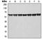 CRAF1 antibody, LS-C352959, Lifespan Biosciences, Western Blot image 