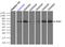 Polo Like Kinase 1 antibody, TA500383, Origene, Immunoprecipitation image 