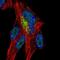 Zinc Finger Protein 768 antibody, NBP2-56539, Novus Biologicals, Immunofluorescence image 