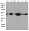 DExD-Box Helicase 39B antibody, LS-C793085, Lifespan Biosciences, Western Blot image 