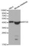 Keratin 20 antibody, abx000633, Abbexa, Western Blot image 