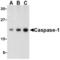 ICE antibody, AHP963, Bio-Rad (formerly AbD Serotec) , Immunohistochemistry paraffin image 
