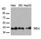 NFKB Inhibitor Epsilon antibody, A07073, Boster Biological Technology, Western Blot image 