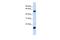 Complement Component 4 Binding Protein Alpha antibody, PA5-42001, Invitrogen Antibodies, Western Blot image 
