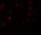 CASK antibody, 6921, ProSci Inc, Immunofluorescence image 