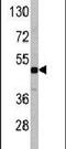 RGM domain family member B antibody, PA5-11466, Invitrogen Antibodies, Western Blot image 