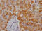 Xanthine Dehydrogenase antibody, CSB-RA785778A0HU, Cusabio, Immunohistochemistry paraffin image 