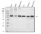 YY1 Transcription Factor antibody, M00833-1, Boster Biological Technology, Western Blot image 