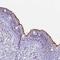 Sentan, Cilia Apical Structure Protein antibody, NBP1-92378, Novus Biologicals, Immunohistochemistry frozen image 