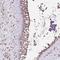 Kelch Like Family Member 11 antibody, NBP2-38721, Novus Biologicals, Immunohistochemistry frozen image 