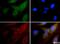 15-Hydroxyprostaglandin Dehydrogenase antibody, NB200-179, Novus Biologicals, Immunocytochemistry image 