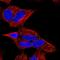 Ceramide Kinase antibody, HPA064699, Atlas Antibodies, Immunocytochemistry image 