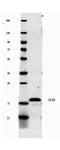 Interleukin 1 Beta antibody, A00101-3, Boster Biological Technology, Western Blot image 