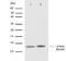 C-C Motif Chemokine Ligand 5 antibody, 701030, Invitrogen Antibodies, Western Blot image 