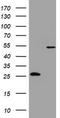 3-Oxoacyl-ACP Synthase, Mitochondrial antibody, TA802187, Origene, Western Blot image 