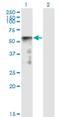Sestrin-2 antibody, H00083667-M01, Novus Biologicals, Western Blot image 