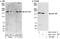 Nucleoporin 188 antibody, NBP1-28717, Novus Biologicals, Western Blot image 