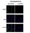 DMPO antibody, NBP2-59306, Novus Biologicals, Immunocytochemistry image 