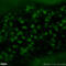 Orthodenticle Homeobox 2 antibody, 13497-1-AP, Proteintech Group, Immunofluorescence image 