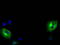MAGUK p55 subfamily member 3 antibody, LS-C115306, Lifespan Biosciences, Immunofluorescence image 