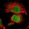 Protein AF-17 antibody, NBP1-89222, Novus Biologicals, Immunofluorescence image 
