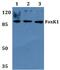 Forkhead Box K1 antibody, PA5-36257, Invitrogen Antibodies, Western Blot image 