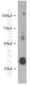 N-acetylglucosaminyl-phosphatidylinositol biosynthetic protein antibody, 13679-1-AP, Proteintech Group, Western Blot image 