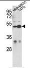 Centrosomal Protein 55 antibody, AP17941PU-N, Origene, Western Blot image 