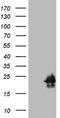 Hippocalcin Like 4 antibody, TA808681, Origene, Western Blot image 