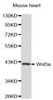 Wnt Family Member 5A antibody, LS-C331923, Lifespan Biosciences, Western Blot image 