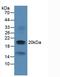 Dual Specificity Phosphatase 3 antibody, LS-C314317, Lifespan Biosciences, Western Blot image 