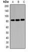 Eukaryotic translation initiation factor 4B antibody, orb378045, Biorbyt, Western Blot image 
