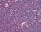 Interleukin 31 antibody, NBP1-03044, Novus Biologicals, Immunohistochemistry frozen image 