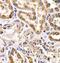 Fizzy And Cell Division Cycle 20 Related 1 antibody, FNab03265, FineTest, Immunohistochemistry frozen image 