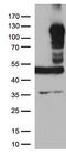 LEM Domain Containing 3 antibody, TA500794S, Origene, Western Blot image 