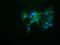 Kelch Like ECH Associated Protein 1 antibody, TA501989, Origene, Immunofluorescence image 