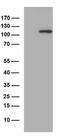 Endoplasmic Reticulum Aminopeptidase 1 antibody, TA812892S, Origene, Western Blot image 