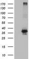 O-Sialoglycoprotein Endopeptidase antibody, CF503002, Origene, Western Blot image 