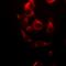 NADH dehydrogenase [ubiquinone] flavoprotein 1, mitochondrial antibody, abx142096, Abbexa, Western Blot image 