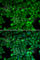 Lysozyme Like 6 antibody, A1067, ABclonal Technology, Immunofluorescence image 