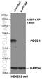 Dug antibody, 12587-1-AP, Proteintech Group, Western Blot image 