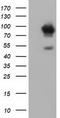 Aldehyde Dehydrogenase 1 Family Member L1 antibody, TA501868S, Origene, Western Blot image 