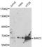 Birc3 antibody, LS-C192309, Lifespan Biosciences, Western Blot image 