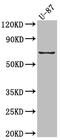 COX2 antibody, CSB-RA920283A0HU, Cusabio, Western Blot image 