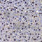 Pre-mRNA 3 -end-processing factor FIP1 antibody, A7138, ABclonal Technology, Immunohistochemistry paraffin image 